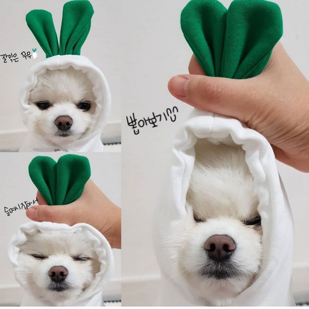 CalmaFruit™ Cozy Fleece Hoodie for Small Dogs & Cats