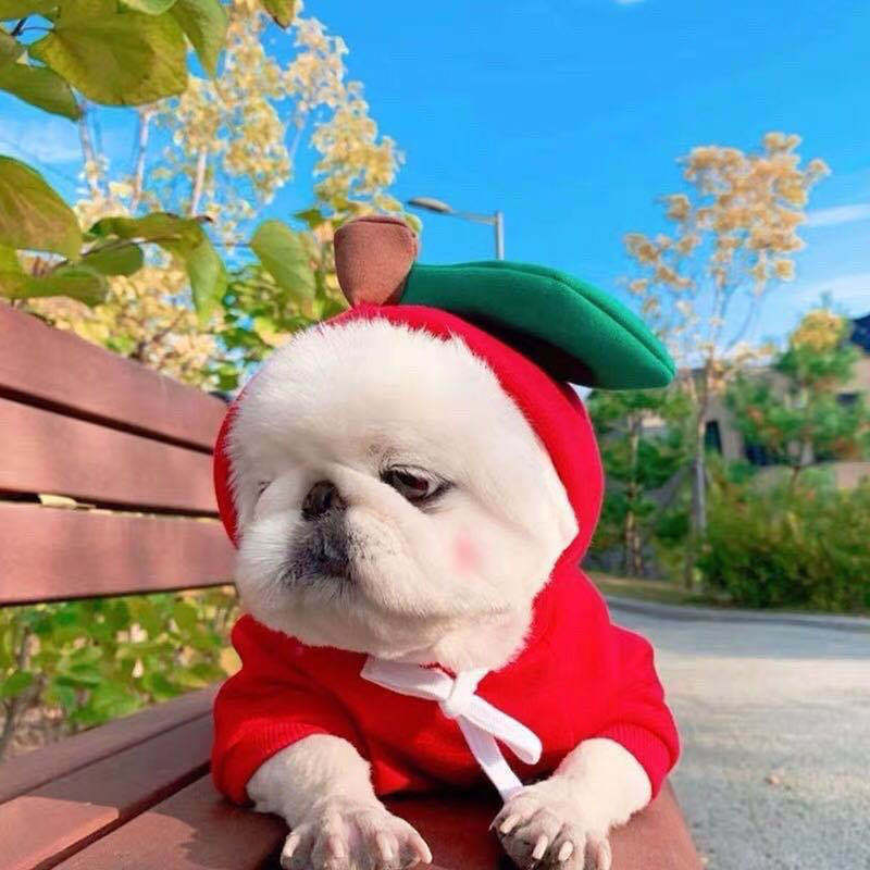 CalmaFruit™ Cozy Fleece Hoodie for Small Dogs & Cats