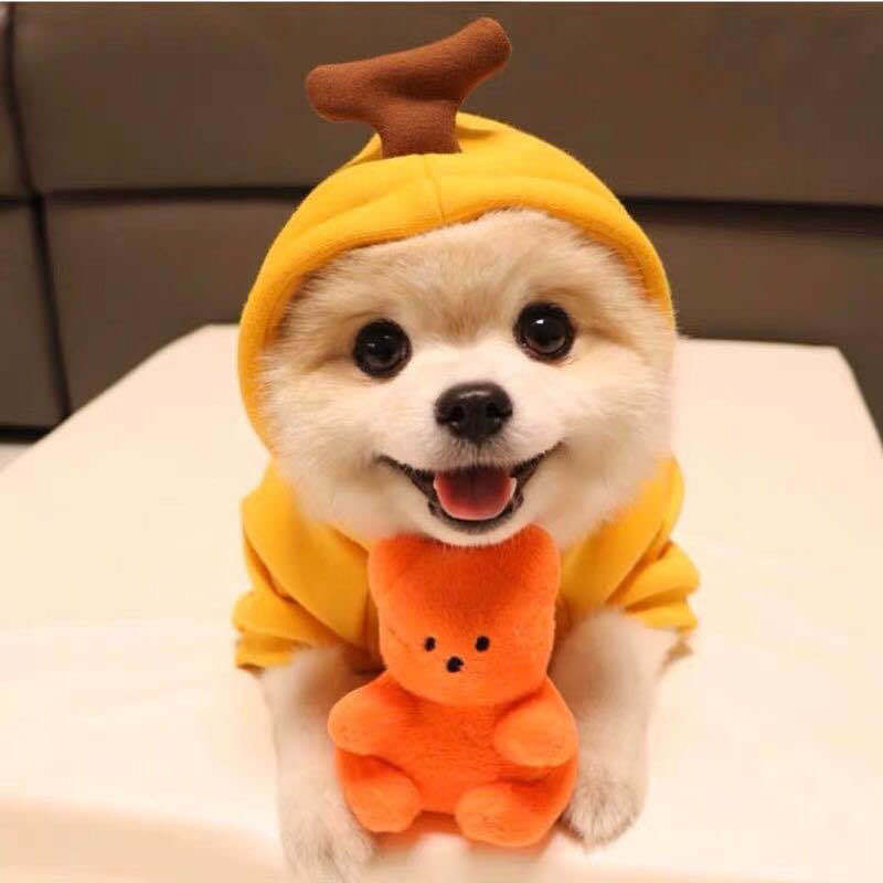 CalmaFruit™ Cozy Fleece Hoodie for Small Dogs & Cats
