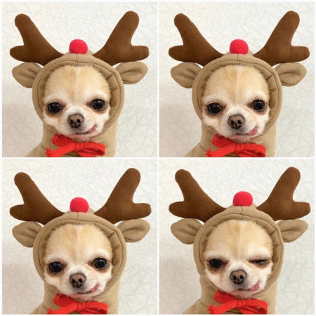 CalmaFruit™ Cozy Fleece Hoodie for Small Dogs & Cats